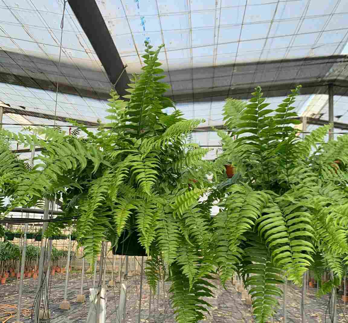 NEPHROLEPIS MACHO C 15 - COLGANTE